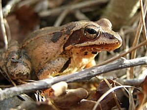 Agile frog (Rana dalmatina) Female closeup.jpg