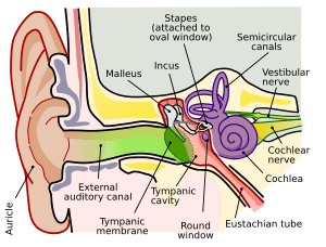 Anatomy of the Human Ear en