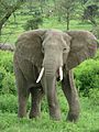 Elephant near ndutu