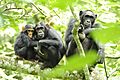 Chimpanzees in Uganda (5984913059)
