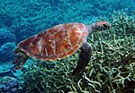 A sea turtle swimming over corals