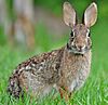Eastern Cottontail.JPG