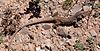 Checkered whiptail (Aspidoscelis tesselata) Sierra County, New Mexico