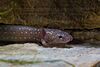A dull pink salamander with conservative white spots and external gills