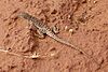 Longnose leopard lizard (Gambelia wislizenii), Socorro County, New Mexico