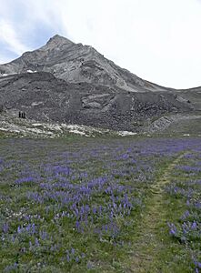 Hyndman Peak and Lupine Field
