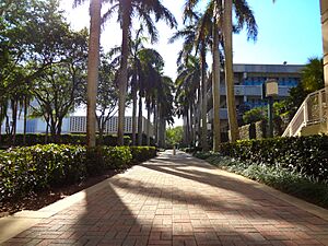 Palm Tree Walkway