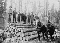 Horses hauling timber Ontario
