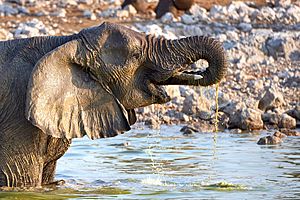 African Elephant Drinking 2019-07-25
