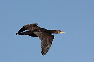 Great cormorant (Phalacrocorax carbo) in flight