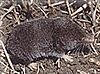 Shorttail shrew.jpg
