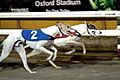 Drink Up Zorro and Cabra Boss greyhounds