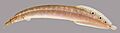 Macrognathus-siamensis-UF-236679-Zachary-Randall.jpg