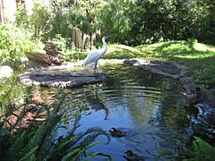 New Orleans 2007 NOLA Zoo Crane