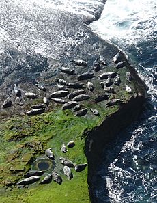 Seals hauled out by Lyrie Geo, Hoy, Orkney - geograph.org.uk - 2472901