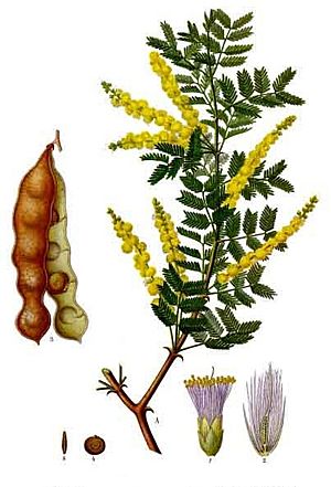 Acacia senegal - Köhler–s Medizinal-Pflanzen-004