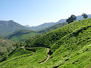 View of tea plantations at Munnar