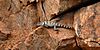 Crevice spiny lizard (Sceloporus poinsettii), in situ, Mason County, Texas