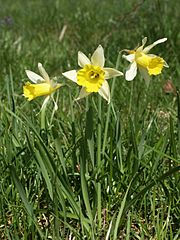Narcissus pseudonarcissus 030405