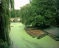 River Cam green