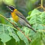 Puerto Rican Stripe-headed Tanager (male) (5403225223).jpg