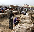 Shorn sheep for sale. Kashgar market