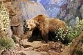 Ursus arctos californicus, Santa Barbara, Natural History Museum.jpg