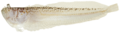 Dactyloscopus tridigitatus - pone.0010676.g139.png