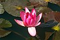 Water Lily Sambalpur