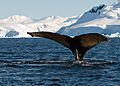 Wilhelmina Bay Antarctica Humpback Whale 6 (46421727295)
