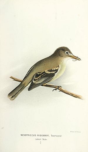 Nesotriccus ridgwayi - Cocos Flycatcher
