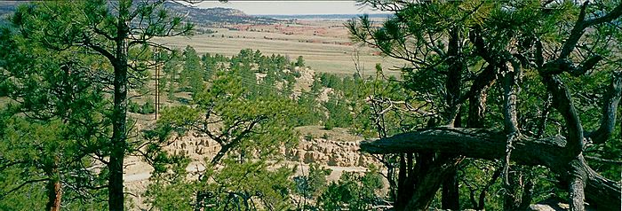 Black Hills Panorama with Trees