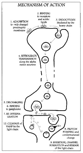 Mechanism of action of tetanospasmin