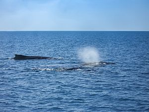 Buckelwale humpback whale Frazer Island (23792293570)