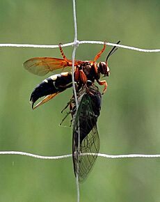Eastern cicada killer wasp (Sphecius speciosus) with Cicada