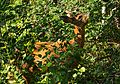 Roe deer eating leaves in Tuntorp 2