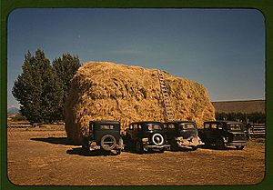 The Library of Congress - Hay stack and automobile of peach pickers, Delta County, Colorado (LOC)