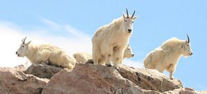 Mountain Goats on Mount Evans Colorado