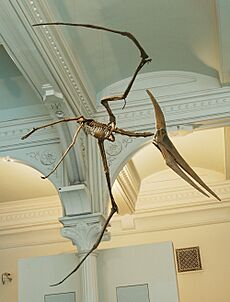 Pteranodon amnh martyniuk