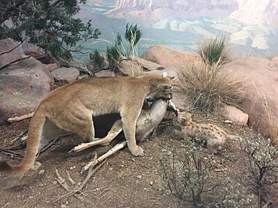 Mountain Lion, Denver Museum of Nature and Science