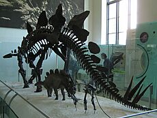 Stegosaurus Struct