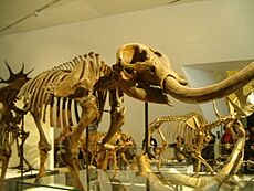 Mammut americanum ROM - American Mastodon