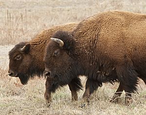 Bison Mother and Calf at Rocky Mountain Arsenal National Wildlife Refuge