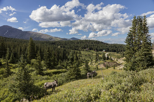 Mules in the valley threaded by Hoosier Pass, high in Colorado's Rocky Mountains straddling Park and Summit counties. This pass is the highest point on the TransAmerica Trail, a transcontinental LCCN2015633685