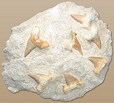 Shark teeth in stone