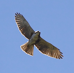 Buteo albigula.PNG