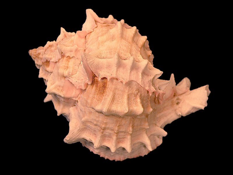 Chicoreus erythrostomus shell 3