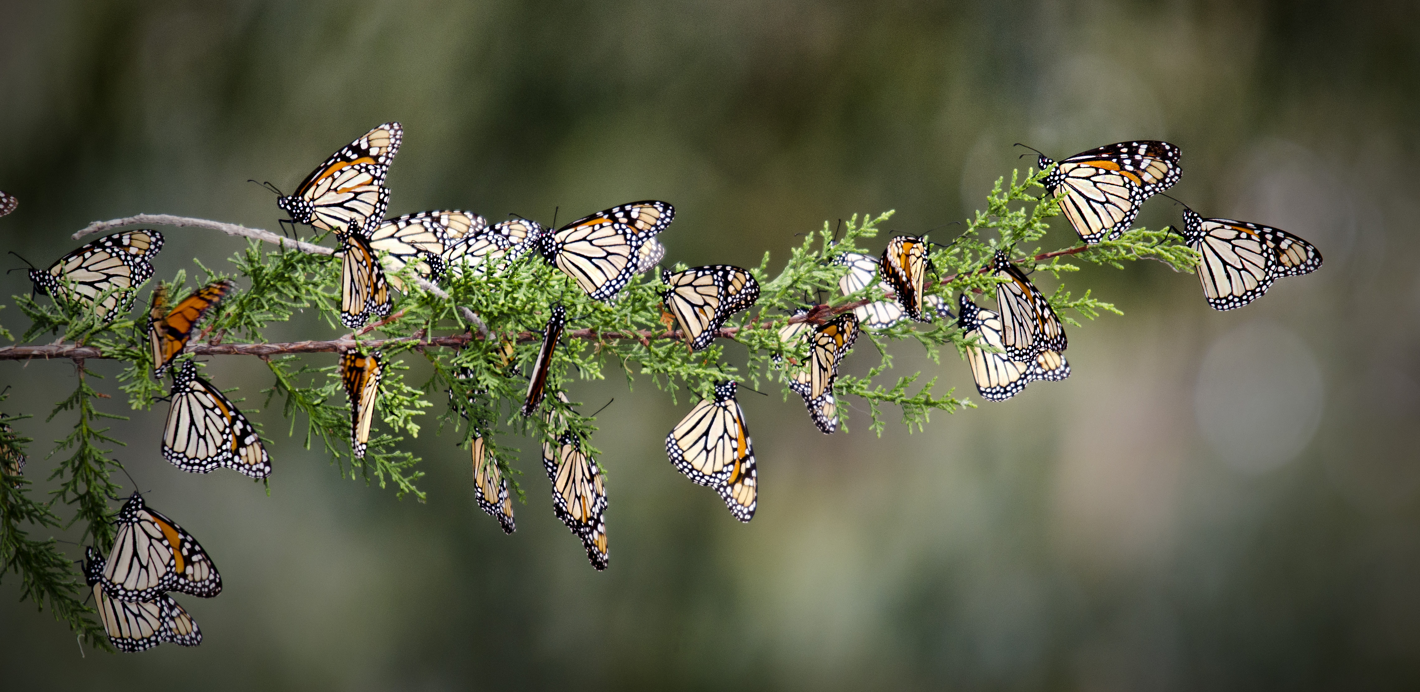 Включи где бабочки. Имаго бабочки. Бабочка Danaus plexippus. Биосферный заповедник бабочки Монарх. Гусеница Имаго бабочка.