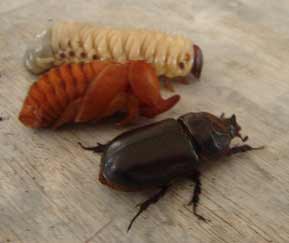 Three stages rhinoceros beetle