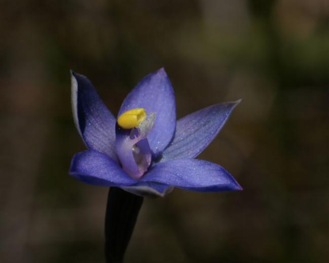 Thelymitra holmesii